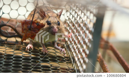 Rat in cage mousetrap, Mouse finding a way out of being confined, Trapping and removal of rodents that cause dirt and may be carriers of disease, Mice try to find freedom 100680804