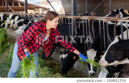 Farm worker feeding fresh grass to cows in barn Farm worker feeding fresh grass to cows in barn 100681350