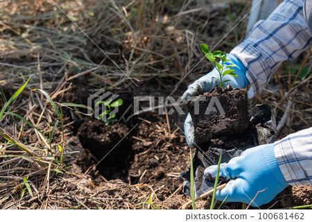 concept of hand planting trees increases oxygen and helps reduce global warming. concept of hand planting trees increases oxygen and helps reduce global warming. 100681462