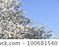 Hosoi cherry blossoms in full bloom 100681540