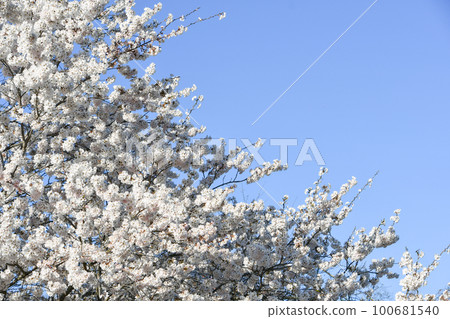 Hosoi cherry blossoms in full bloom 100681540