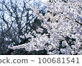 Hosoi cherry blossoms in full bloom 100681541