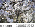 Hosoi cherry blossoms in full bloom 100681542
