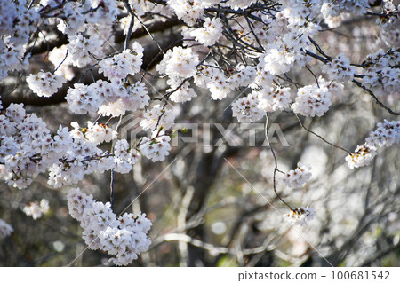 盛開的細井櫻花 盛開的細井櫻花 100681542