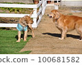 A puppy who wants to play with a native dog at a dog run 100681582