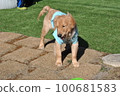 black baby dog 100681583