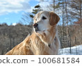 9 year old golden retriever 100681584