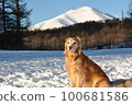 Large dog with Mount Asama in the background 100681586