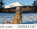 Snowy Mount Asama and dog 100681587