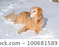 dog lying on the snow 100681589