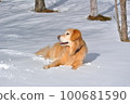 Will on the snow 100681590