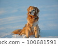 Karna playing in the snow 100681591