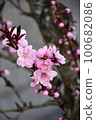 Peach blossoms 100682086
