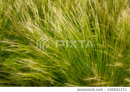 Feather grass steppe closeup 100682251