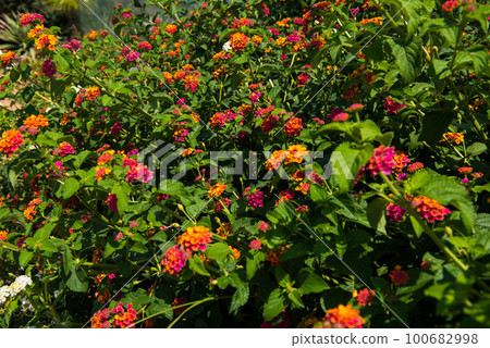 Mediterranean big sage flower and plant Mediterranean big sage flower and plant 100682998