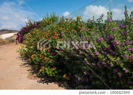 Mediterranean big sage flower and plant Mediterranean big sage flower and plant 100682999