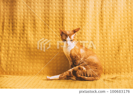 elegant Funny Red Ginger Devon Rex Cat Posing On Plaid. Short-haired Cat Of English Breed On Yellow Plaid Background. Shorthair Pet 100683176