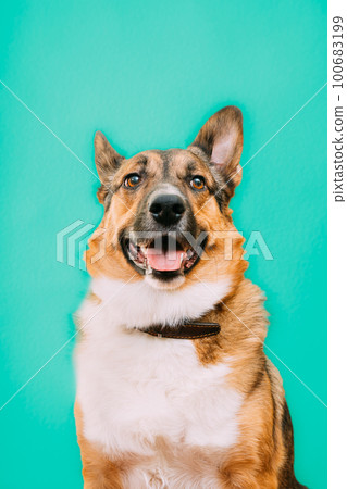 Portrait of funny mixed-breed mongrel dog with open mouth, sticking out his tongue. Mixed-breed mongrel dog close up portrait. Isolated on turquoise blue background 100683199