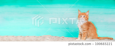 Cat Copy Space Background In Light Blue Color Colour. Young Red Maine Coon Kitten Cat Sitting On Sofa. Coon Cat, Maine Cat, Maine Shag. Amazing Pets Pet. Portrait On Backdrop. Panorama Panoramic View 100683221