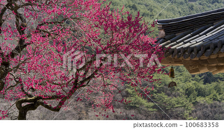 Red plum blossoms at Hwaeomsa Temple in Gurye in Jirisan Valley Red plum blossoms at Hwaeomsa Temple in Gurye in Jirisan Valley 100683358