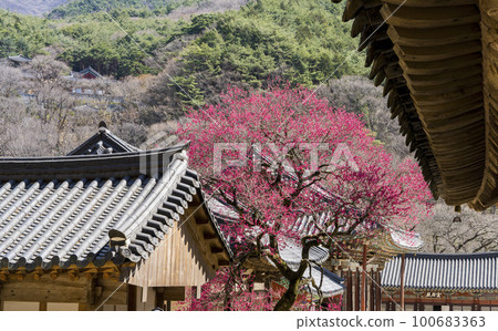 Red plum blossoms at Hwaeomsa Temple in Gurye in Jirisan Valley Red plum blossoms at Hwaeomsa Temple in Gurye in Jirisan Valley 100683363