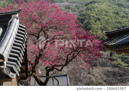 Red plum blossoms at Hwaeomsa Temple in Gurye in Jirisan Valley 100683367