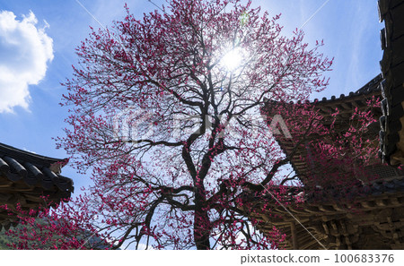 Red plum blossoms at Hwaeomsa Temple in Gurye in Jirisan Valley 100683376