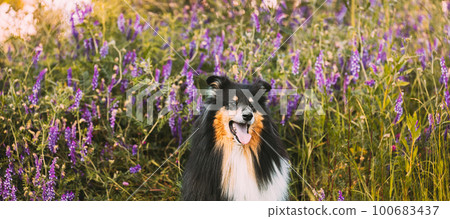 Tricolor Rough Collie, Funny Scottish Collie, Long-haired Collie, English Collie, Lassie Dog Sitting In Green Summer Meadow Grass With Purple Blooming Flowers. Panorama, Panoramic View Tricolor Rough Collie, Funny Scottish Collie, Long-haired Collie, English Collie, Lassie Dog Sitting In Green Summer Meadow Grass With Purple Blooming Flowers. Panorama, Panoramic View 100683437