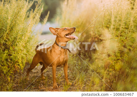 Brown Min Pin, miniature, pincher, Pinscher, Zwergpinscher Posing Outdoor In Sunny Summer Evening. Male Dog Pinscher Standing In Green Grass Brown Min Pin, miniature, pincher, Pinscher, Zwergpinscher Posing Outdoor In Sunny Summer Evening. Male Dog Pinscher Standing In Green Grass 100683467
