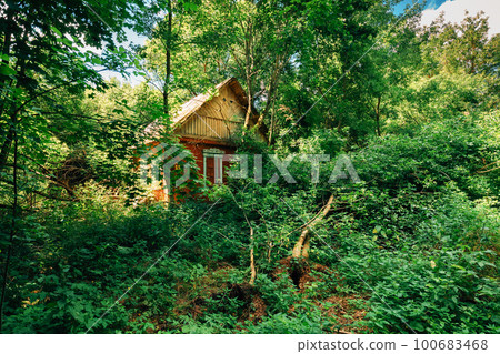 Abandoned House Overgrown With Trees And Vegetation In Chernobyl Resettlement Zone. Chornobyl Catastrophe Disasters. Dilapidated House In Belarusian Village. Whole Villages Must Be Disposed 100683468