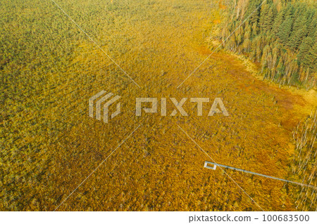 Belarus, Berezinsky Biosphere Reserve. Aerial Bird's-eye View Of Wooden path way pathway from marsh swamp to forest In Autumn Sunny Day. Panorama, Panoramic View 100683500
