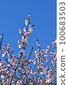 Almond flowers 100683503
