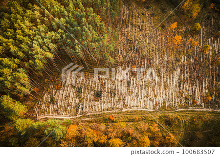 Aerial view green pine forest in deforestation area landscape. Top view of european nature from high attitude in autumn season. Drone view. Bird's eye view a logging zone cuts through forest 100683507