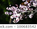Almond flowers 100683542