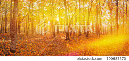 Panoramic View, Sun Sunlight Through Woods And Trees In Autumn F 100683870