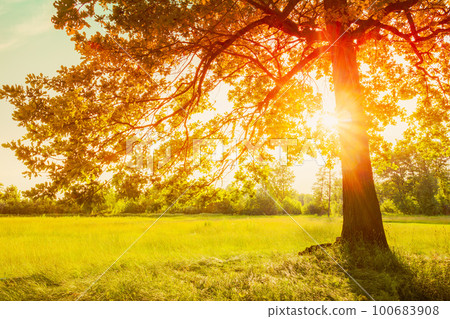 Autumn Fall Sunlight Sunshine Through Oak Forest Tree And Grass. Sunny Nature Wood Sunlight Background. Autumn Fall Sunlight Sunshine Through Oak Forest Tree And Grass. Sunny Nature Wood Sunlight Background. 100683908