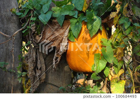 Yellow pumpkin on a fence 100684493