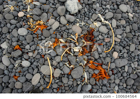 Yellow and orange seaweed, algae Yellow and orange seaweed, algae 100684564