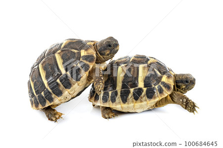 Hermann s tortoise in studio 100684645