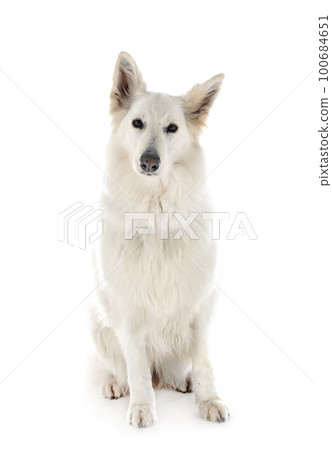 White Swiss Shepherd Dog 100684651