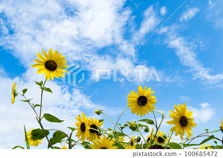 Summer flowers, blue sky and yellow sunflowers, Kasai Rinkai Park 100685472