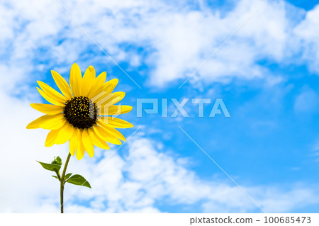 Summer flowers, blue sky and yellow sunflowers, Kasai Rinkai Park 100685473