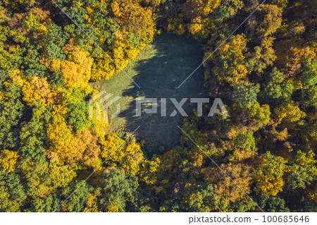 Top view of a forest clearing from a drone 100685646