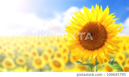 Sunflower on blurred sunny nature background. Horizontal agriculture summer banner with sunflowers field 100685795