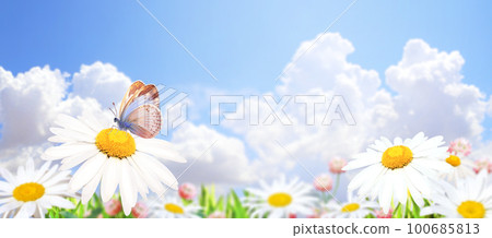 Wild flowers of chamomile in a meadow on sunny nature spring background. Summer scene with butterfly and camomile flower in rays of sunlight. Close-up or macro 100685813