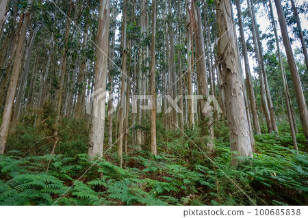 Eucalyptus forest in Galicia, Spain 100685838