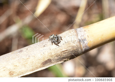 Cat fly bird spider Cat fly bird spider 100685908