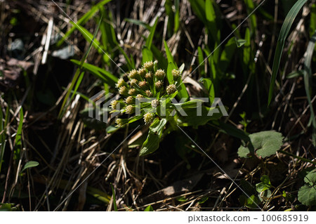 Ichijodani Asakura clan ruins walk Ichijodani Asakura clan ruins walk 100685919