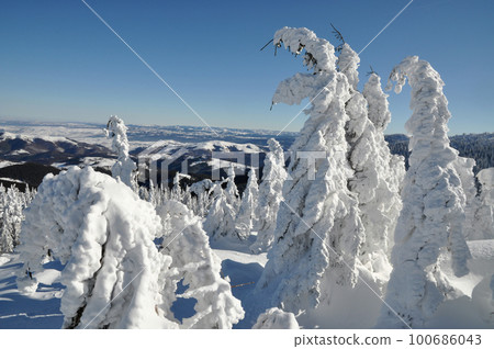 Snow covered pine tree forest 100686043