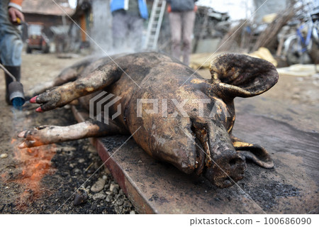 Slaughter burn the pig hair off with a gas burner Slaughter burn the pig hair off with a gas burner 100686090